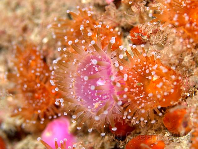 P9128670.jpg - Corynactis viridis - Jewel anemones