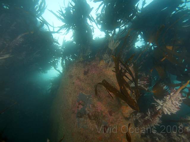 RS127883.jpg - Corynactis viridis - Jewel anemones, coating the rocks below the kelp line