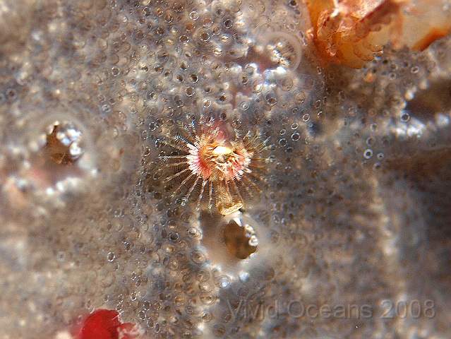 P9088147.jpg - Pomatoceros spp. (possibly) - Embedded in a Diplosoma spongiforme colonial sea squirt