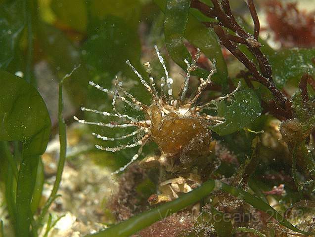 P9108461.jpg - Lanice conchilega - the Sand Mason worm
