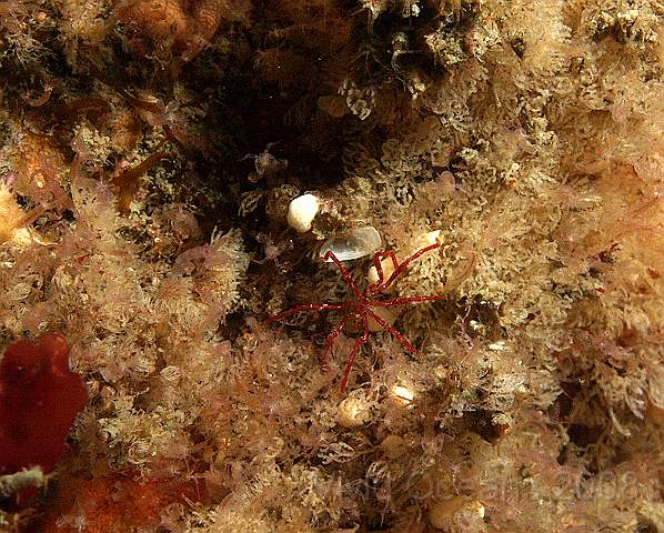 DW086699.jpg - The ones most often found by divers are in the family Nymphonidae