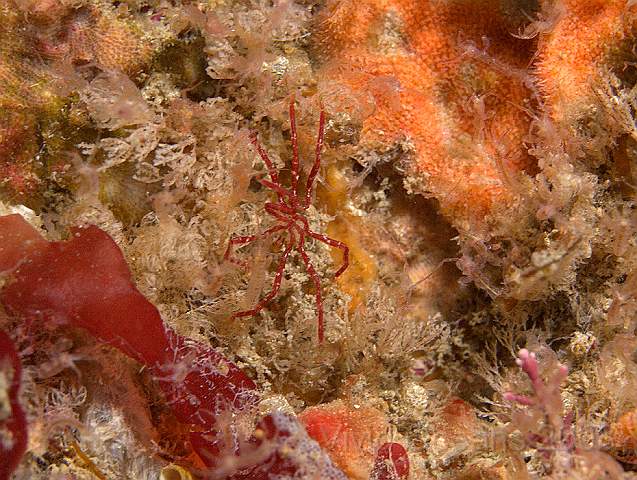 P90881071.jpg - Its not possible to tell the sea spiders apart easily