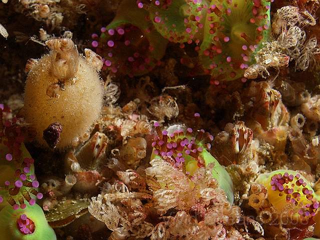 DW076609.jpg - Barnacles spp. - It's a very busy picture but there are Barnacles in there too (3 of them)