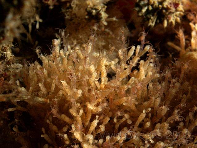 DW086664.JPG - Caprella spp. (probably linearis) - Skeleton shrimps