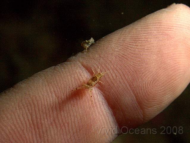 DW0866791.JPG - Jassa falcata - an amphipod