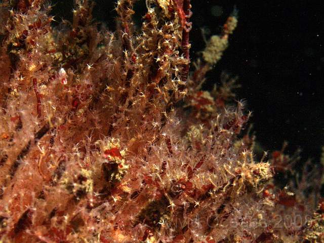 DW086723.JPG - Caprella spp. (probably linearis) - Skeleton shrimps and Jassa falcata - amphipods