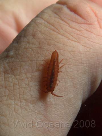 DW086740.JPG - Idotea spp. - an isopod