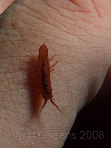 DW086741.JPG - Idotea spp. - an isopod