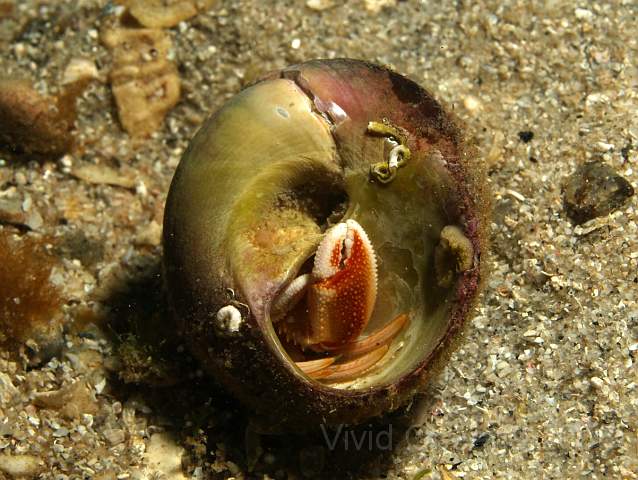 DW106911.JPG - Pagurus spp. - hermit crab (hiding)