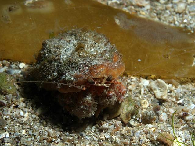 DW106916.JPG - Pagurus prideaux - Anemone hermit crab, wearing Adamsia carcinopados - the cloak anemone