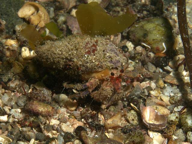 DW106922.JPG - Pagurus spp. - hermit crab (looks unusual)
