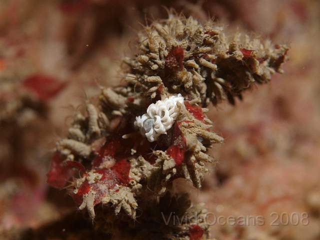 P9088077.JPG - Jassa falcata - a tube building and dwelling amphipod - has decided this algae is the perfect place to live