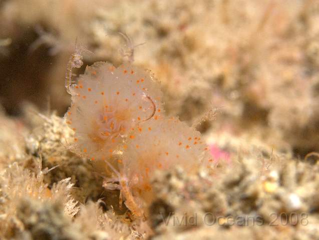 P9088083.JPG - Caprella spp. (probably linearis) - Skeleton shrimps