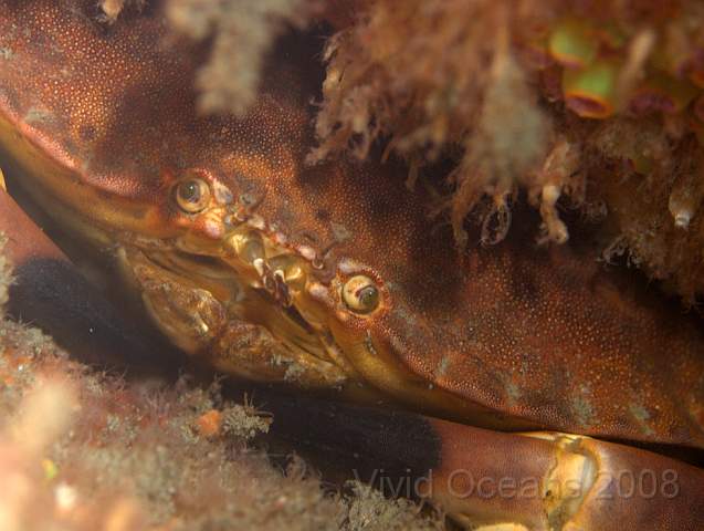 P9088113.JPG - Cancer pagarus - Edible crab