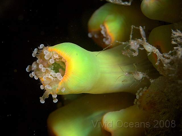 P9088195.jpg - Amphipods in the anemone and Caprella spp. (pregnant) on the right