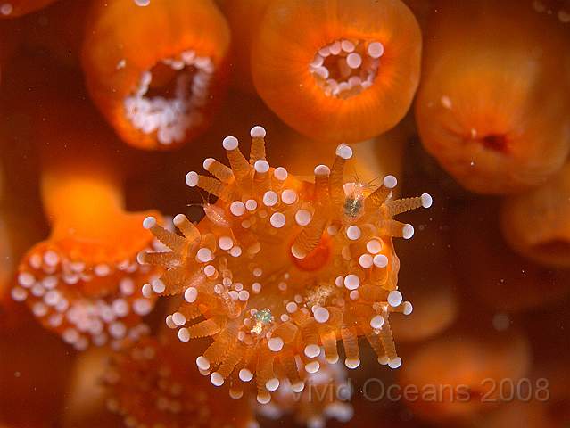 P9088216.JPG - Amphipods - unknown. Living in a Corynactis viridis - jewel anemones