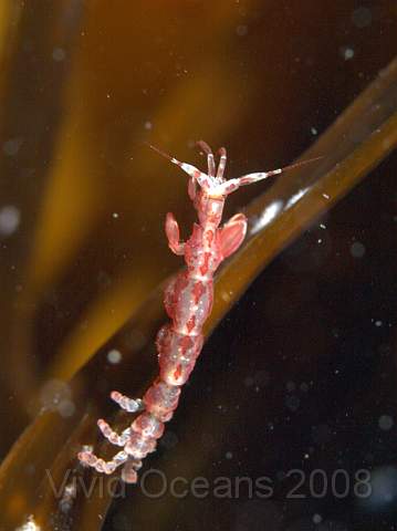 P9088261.jpg - Caprella spp. - A large red skeleton shrimp on the edge of some kelp