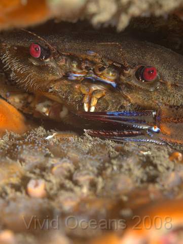 P9118655.JPG - Necora puber - a velvet swimming crab