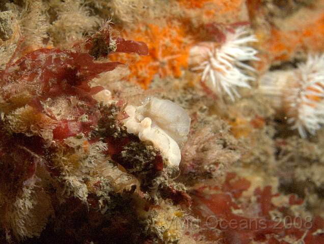 DW086754.jpg - Goniodoris nodosa - hard to separate from its surroundings, feeds on sea squirts