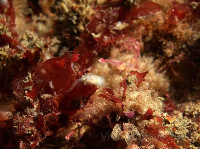 DW086772.jpg - Polycera quadrilineata - a Lined polycera. The body is marked with lines or trails of yellow spots