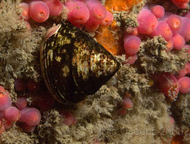 DW086779.jpg - Calliostoma zizyphinum - a Painted topshell. A murky example