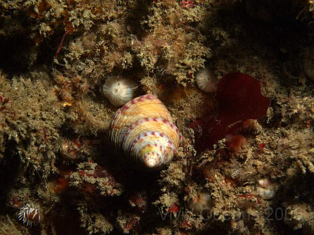 DW086781.jpg - Calliostoma zizyphinum - a Painted topshell. A clean example