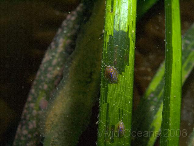 DW106900.jpg - Helcion pellucidum - Blue-rayed limpet on Zostera marina (probably) - Common eelgrass