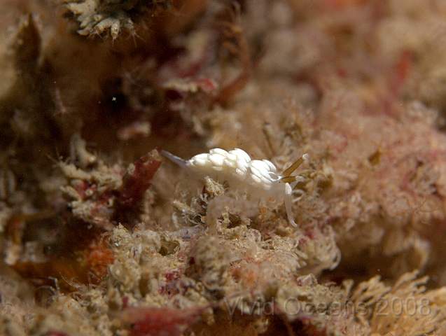 P9088078.jpg - Favorinus branchialis - quite rare, these eat the spawn of other nudibranches