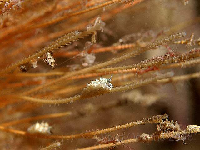 P9088176.jpg - Doto milbayana (possibly) - a tiny nudibranch which feeds on a hydroid which grows on antenna hydroids! Plumularia setacea - the glassy plume hydroid or little seabristle!