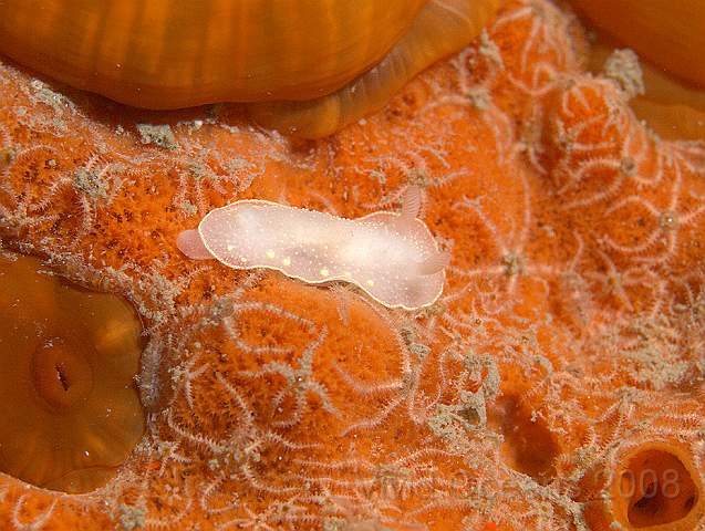 P9088180.jpg - Cadlina laevis - usually feed on sponges... hatch as small slugs with no larval stage