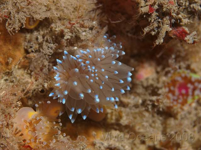 P9088186.jpg - Janolus cristatus - the Crystal sea slug