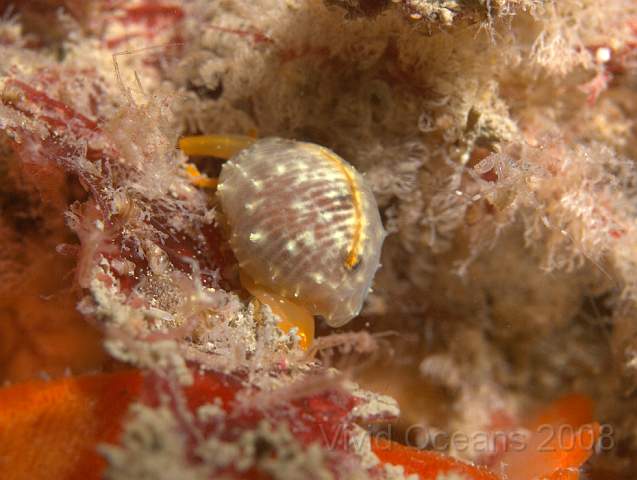 P90881891.jpg - Trivia monacha (probably) - the European Cowrie, there's a hint of the 3 dark spots on the shell beneath the mantle but it's not clear