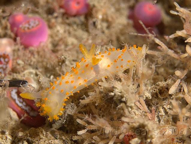 P9088210.jpg - Crimora papillata - another yellow and white slug - this one has tassles all over