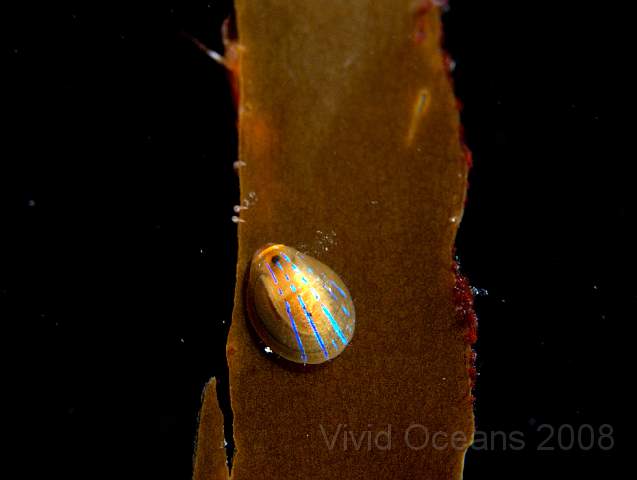 P9088262.jpg - Helcion pellucidum - Blue-rayed limpet on kelp which according to books is where it always occurs...