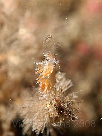 P9098278.jpg - Coryphella lineata - one of a number of similar slugs. 'lineata' due to the lines! Usually eat hydroids, particularly tubularia