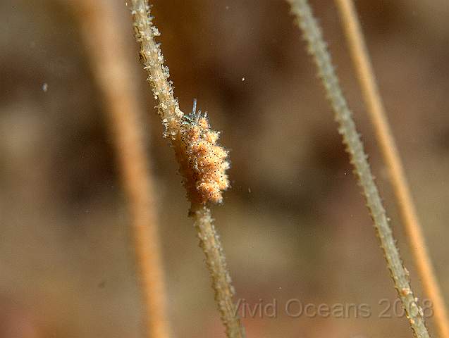 P9098294.jpg - Doto milbayana (possibly) - a tiny nudibranch