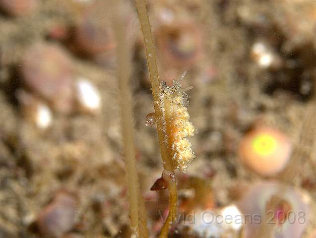 P9098301.jpg - Doto milbayana (possibly) - a tiny nudibranch