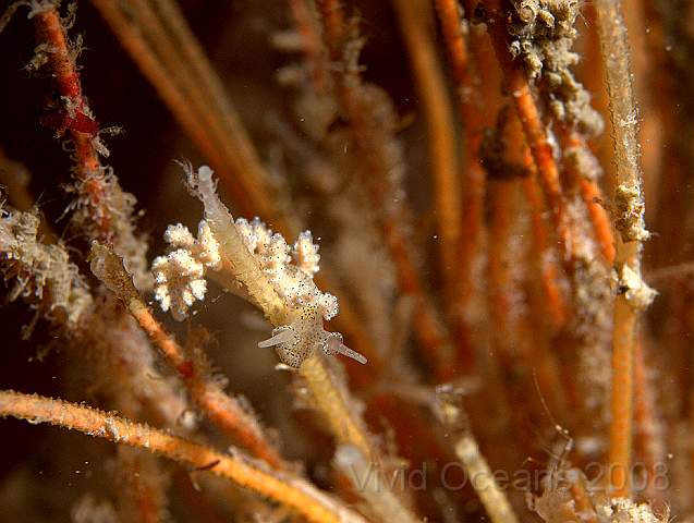 P9098308.jpg - Doto milbayana (possibly) - a tiny nudibranch