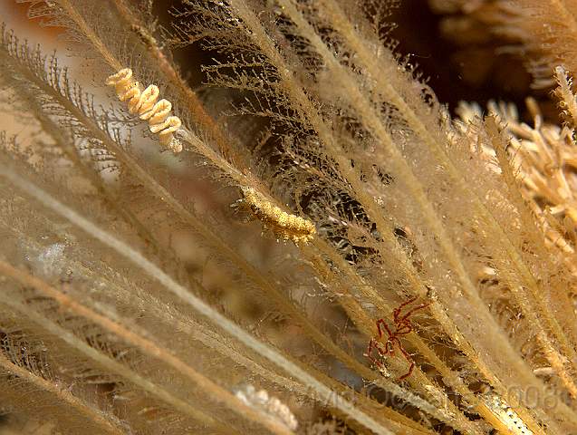 P9108371.jpg - Doto milbayana (possibly) - a tiny nudibranch which feeds on a hydroid which grows on antenna hydroids!