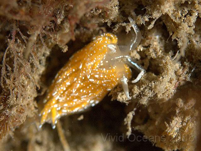 P9118559.jpg - Favorinus blianus - a closer look at the three large annulations (rings) on the rhinophores