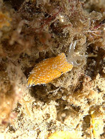 P9118561.jpg - Favorinus blianus - note the three large annulations (rings) on the rhinophores
