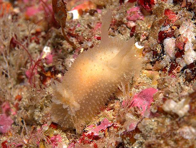 P9118577.jpg - Acanthodoris pilosa - often white, a very pert slug with relatively large rhinopores