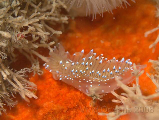 P9128663.jpg - Janolus cristatus - the Crystal sea slug. Rhinopores on the left, with a caruncle (mohawk crest) between them