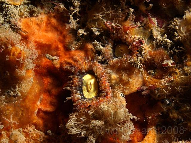 DW076620.jpg - Encrusting bryozoan - the orange patch
