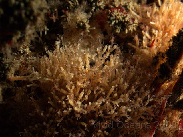 DW086664.JPG - Cellaria spp - a branching bryozoan, infested with skelton shrimps?
