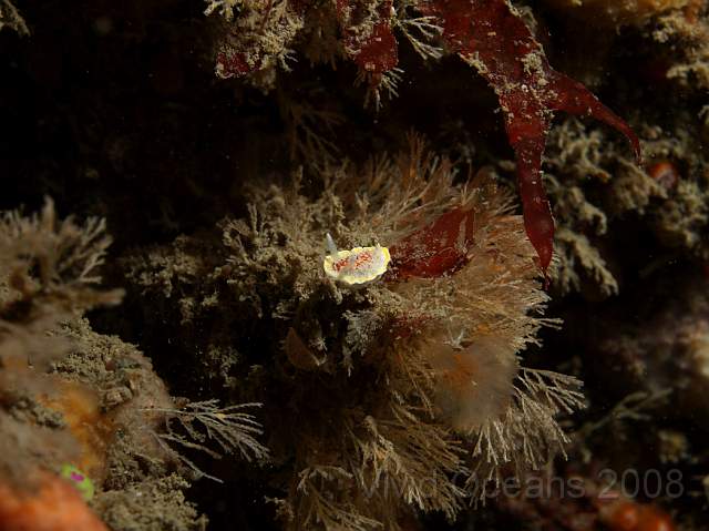 DW096839.JPG - Crisia spp. - White claw sea moss. Hosting a couple of Diaphorodoris luteocincta - Fried Egg Sea Slugs