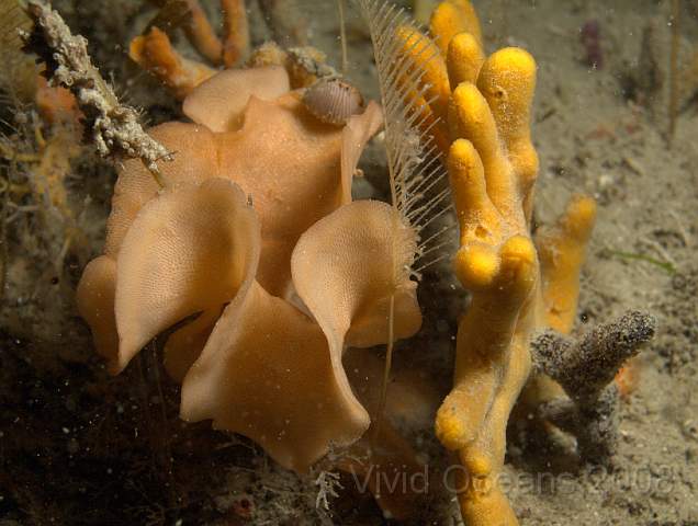 DW116942.jpg - Pentapora foliacea - Potato Crisp bryozoan, a pale one (left) by a sponge (right)