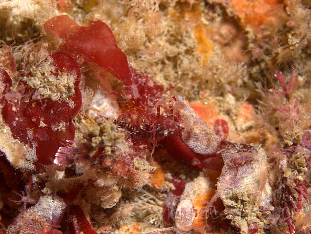 P9088108.JPG - Electra pilosa - Frosty Sea Mat, a bad picture - its the white mat on the red algae