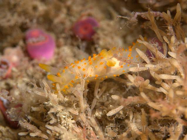 P9088207.JPG - Cellaria spp - a branching bryozoan, being crossed by a Crimora papillata