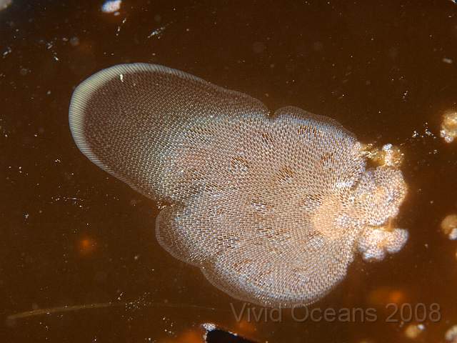 P9098360.JPG - Membranipora membranacea - Sea Mat, often seen in much larger patches on kelp
